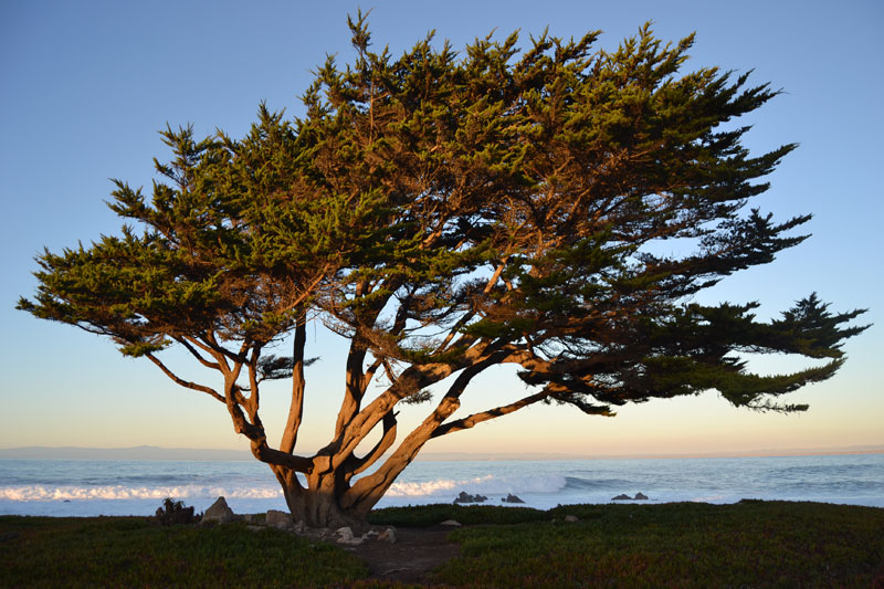 Pochylony cyprys Monterey na tle oceanu w Monterey