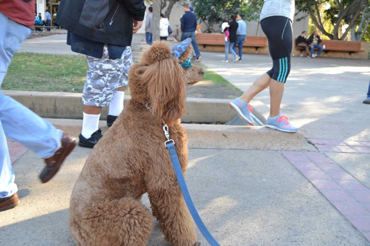 Un cane che corre nei prati del Balboa Park a San Diego.