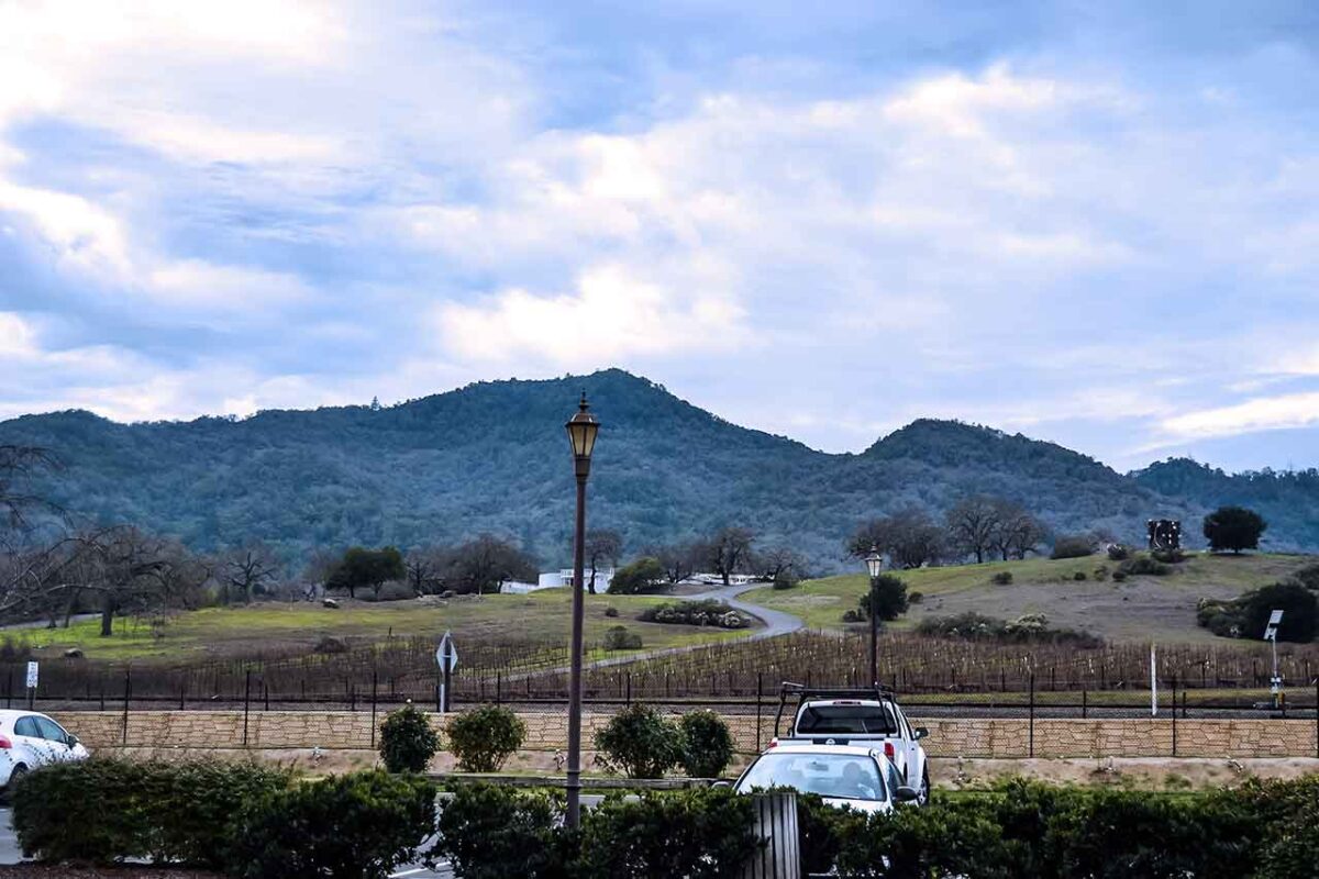 Winnice w Napa Valley