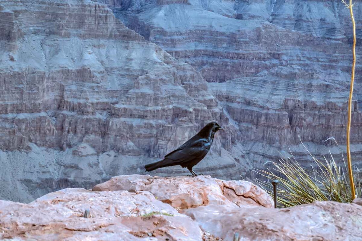 Grand Canyon West Rim – kruk na skale