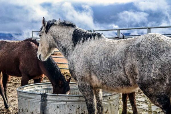 Grand Canyon West Rim Ranch – konie