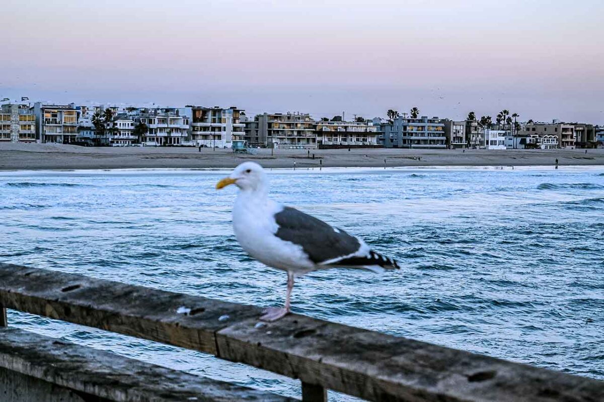 Mewa stojąca na balustradzie z oceanem w tle