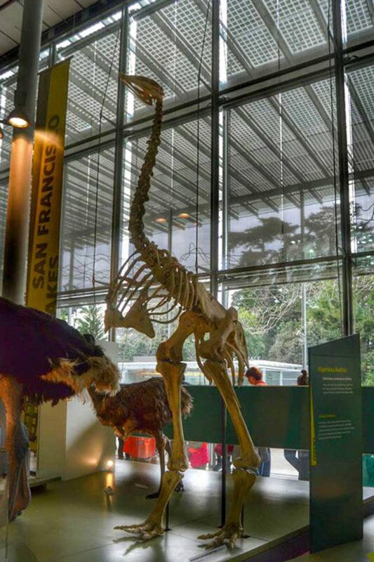 Szkielet gada w California Academy of Sciences