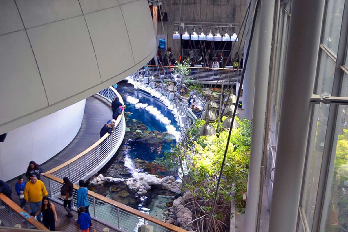 Tropikalne rośliny w California Academy of Sciences