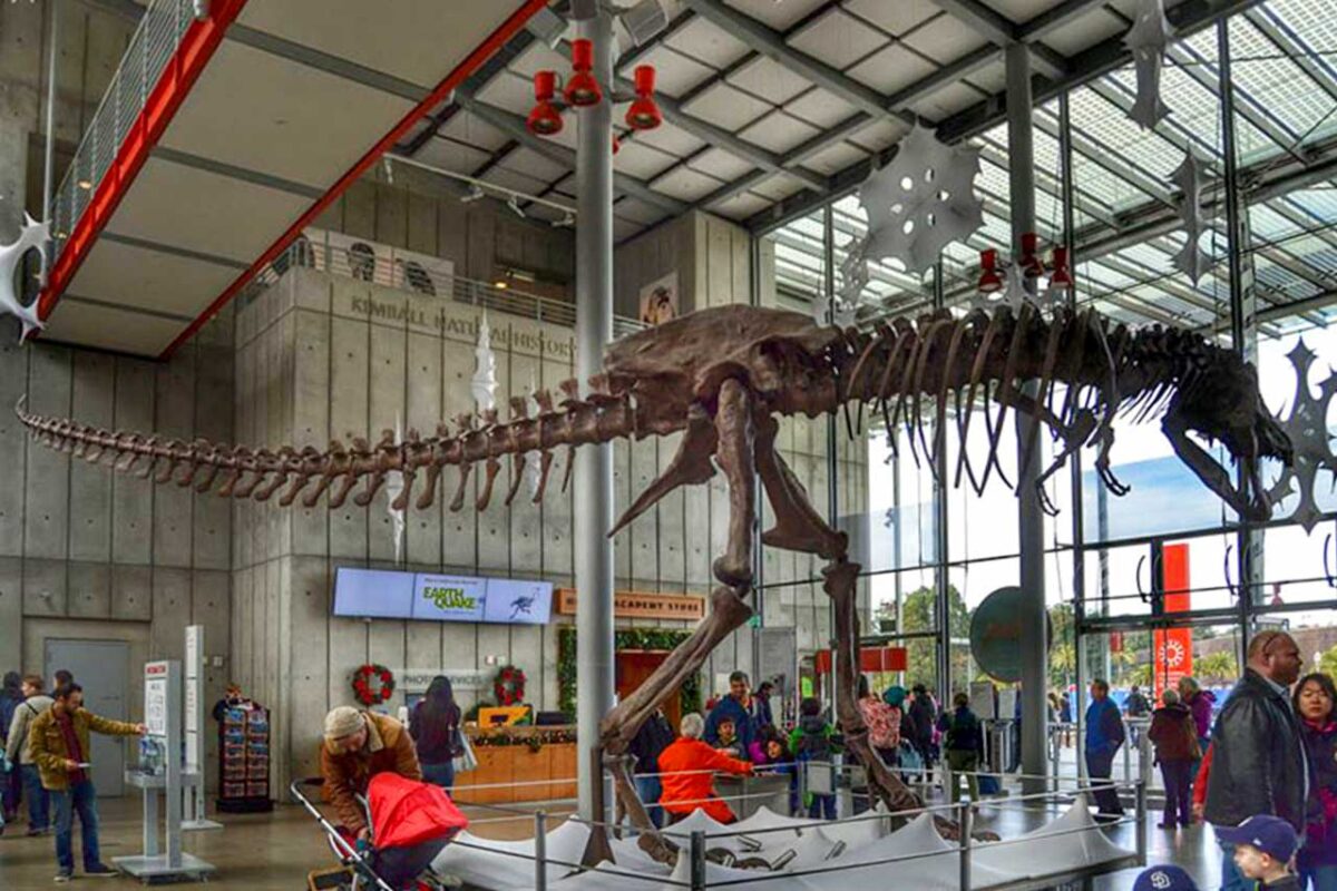 Szkielet dinozaura w California Academy of Sciences