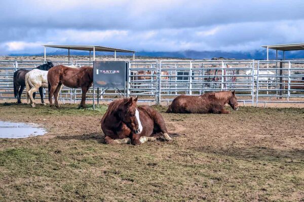 Grand Canyon West Rim Ranch – konie na pastwisku