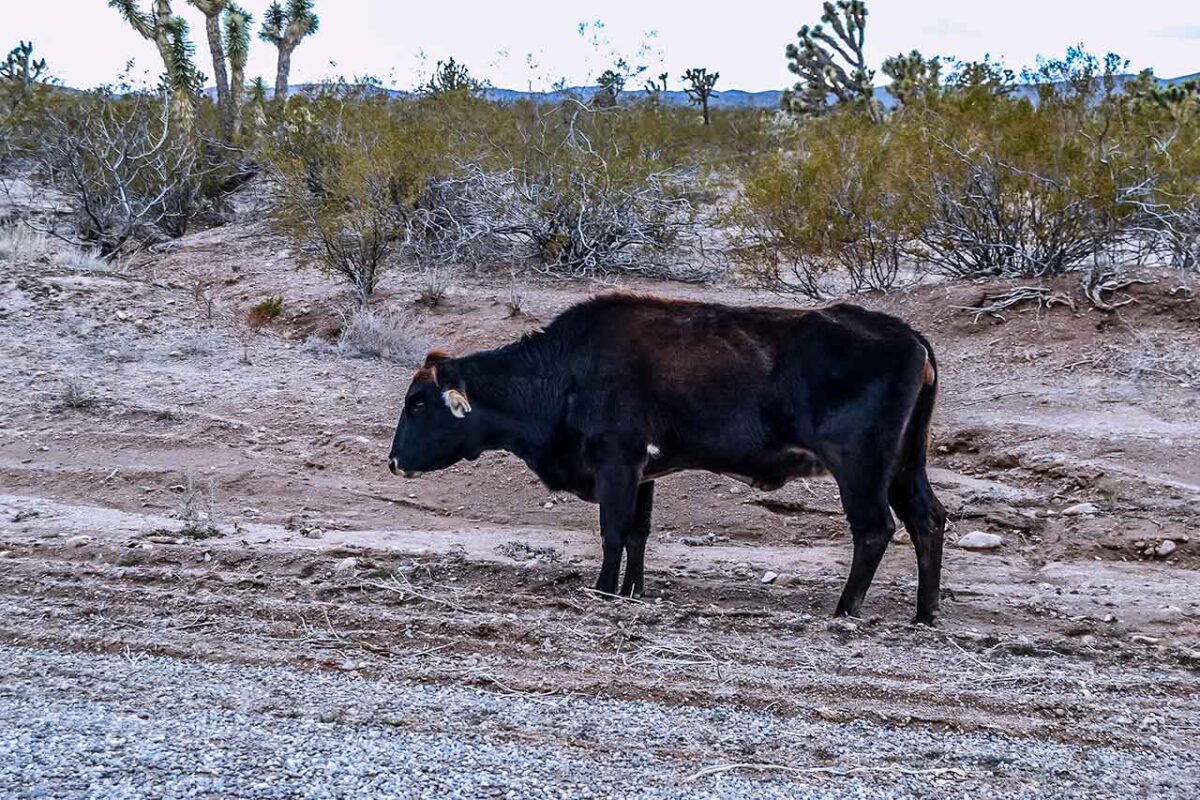 Droga z Wielkiego Kanionu do Las Vegas – samotna krowa