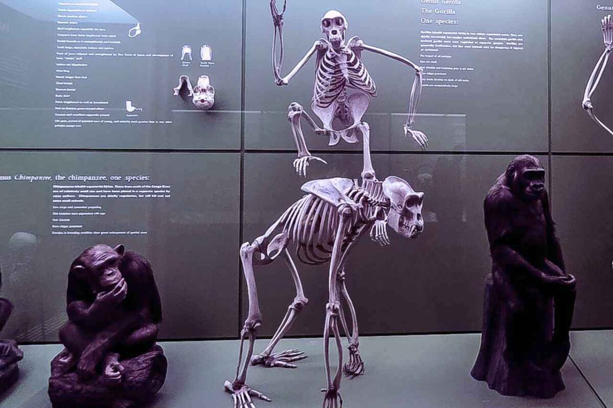 Szkielety ssaków w sali wystawowej American Museum of Natural History