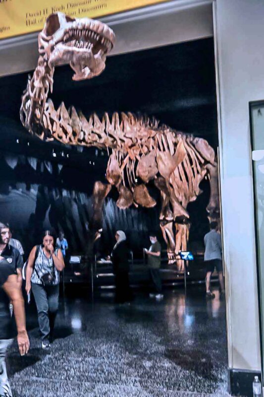 Szkielet wielkiego dinozaura w American Museum of Natural History