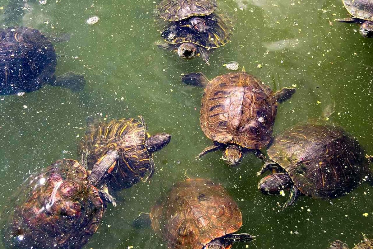 Tartarughe che nuotano e prendono il sole nelle acque del Turtle Pond a Central Park.