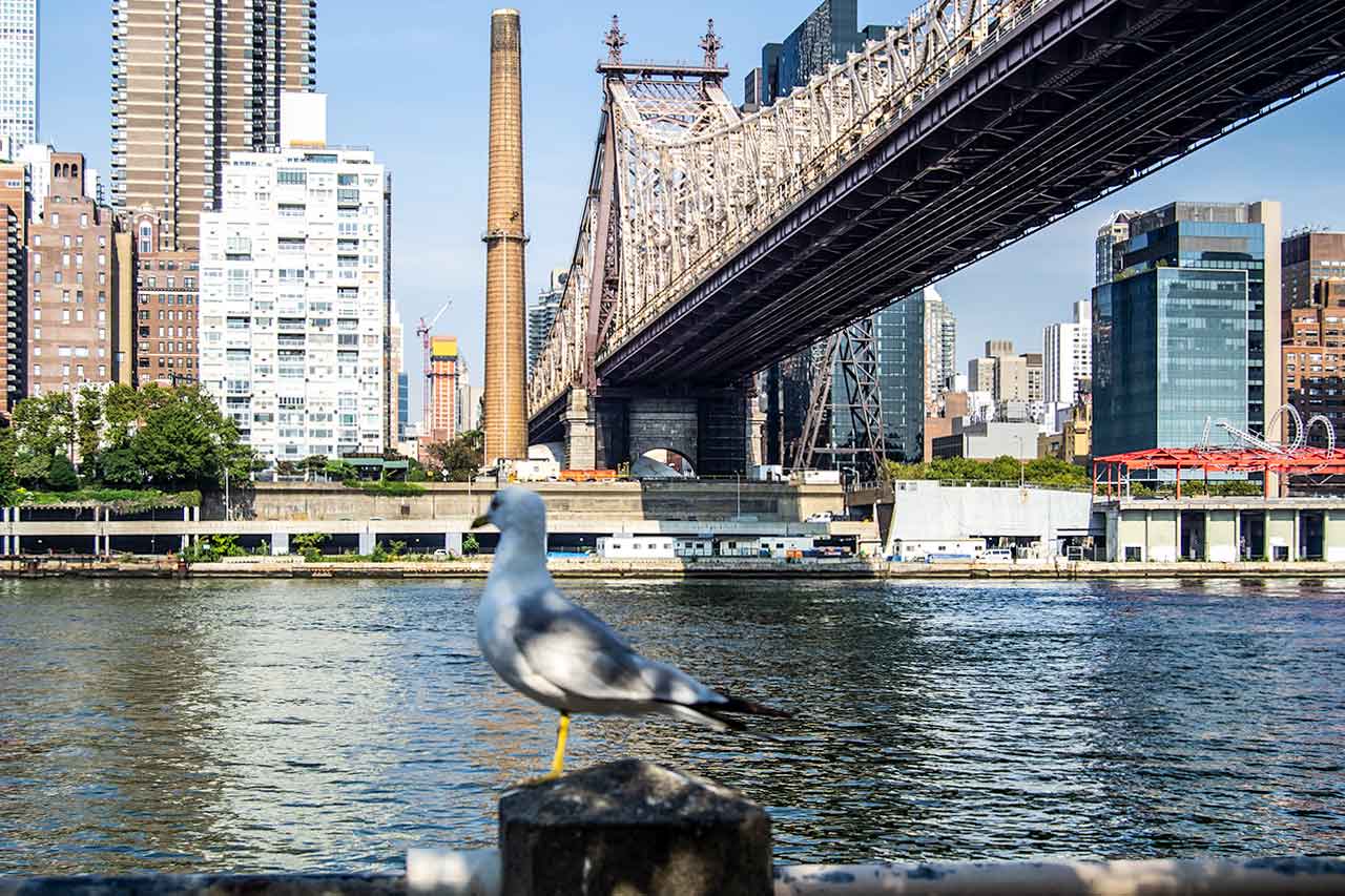 Queensboro Bridge widziany z Roosevelt Island w Nowym Jorku
