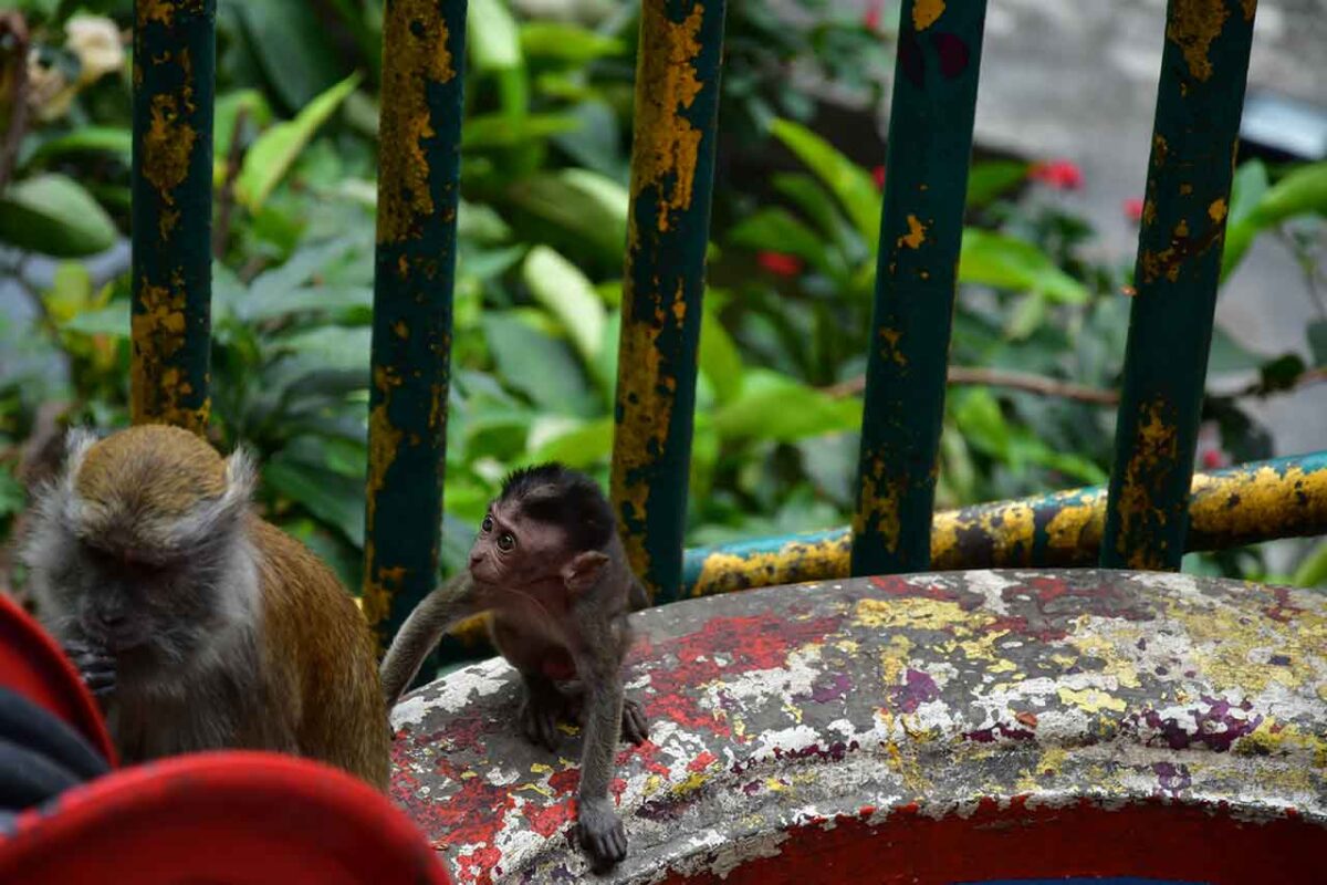Dwie małpy siedzące przy ogrodzeniu w Batu Caves