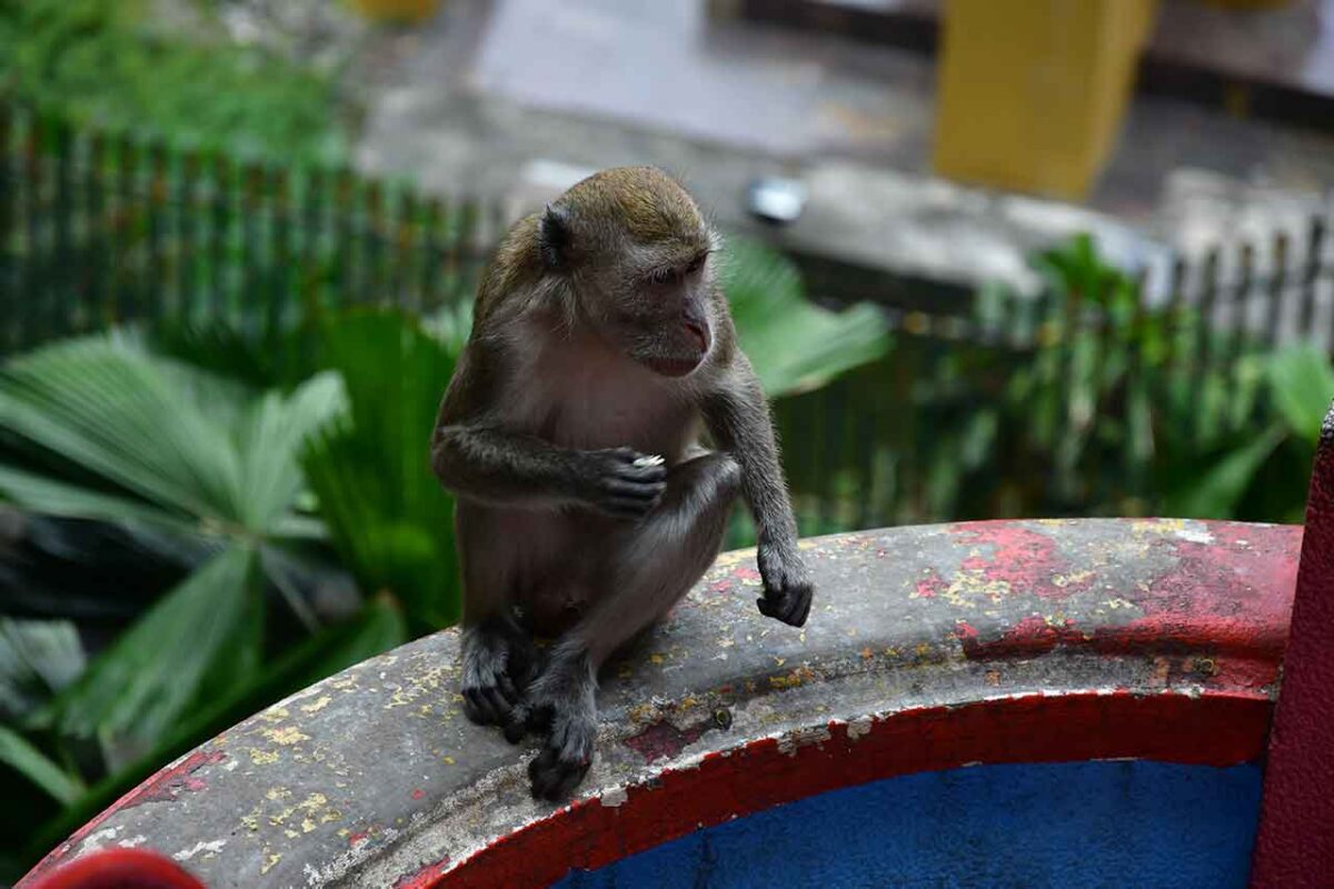 Małpa siedząca na barierce w Batu Caves