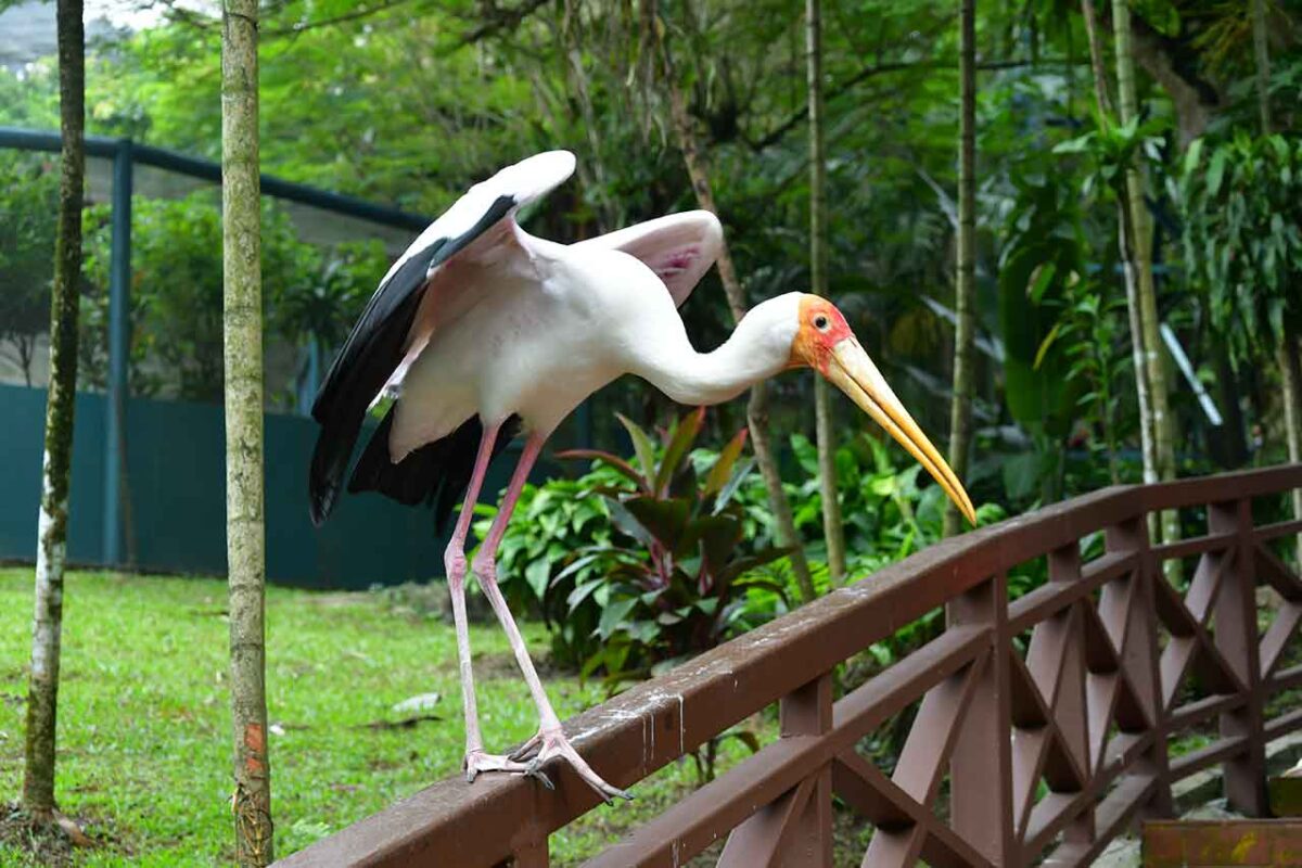 Bocian żółtodzioby w Kuala Lumpur Bird Park stojący na drewnianym mostku
