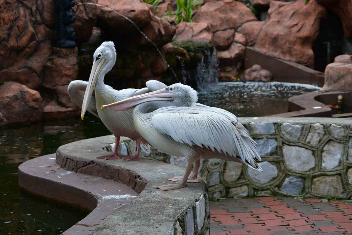 Dwa pelikany w Kuala Lumpur Bird Park stojące przy wodzie