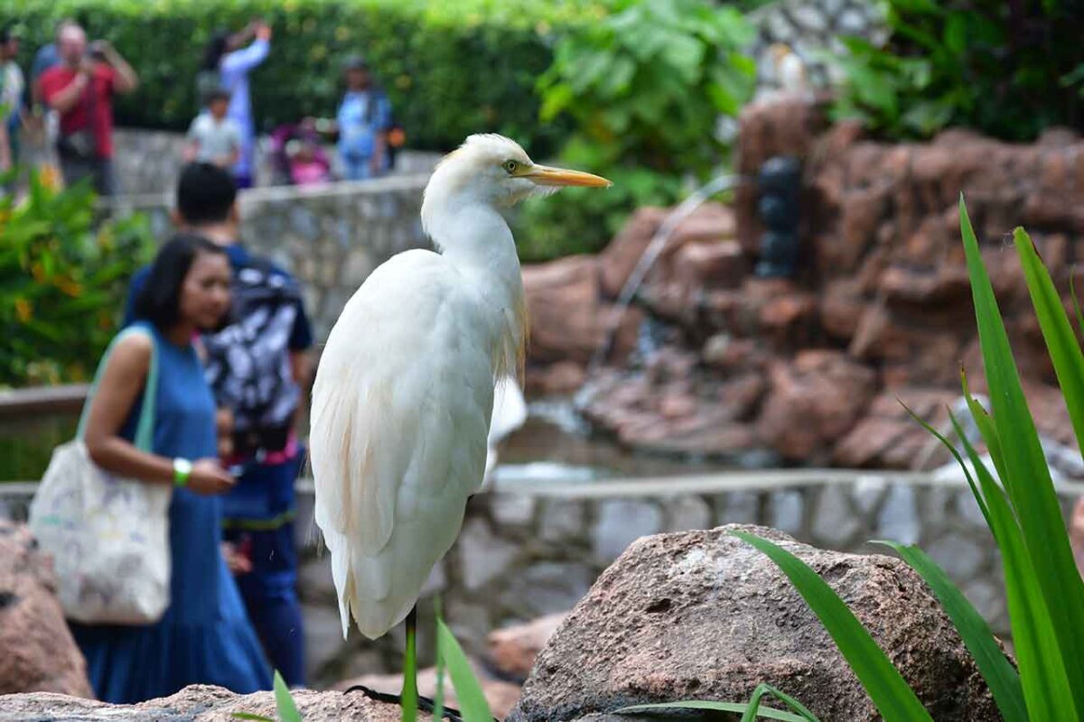 Biała czapla spacerująca w Kuala Lumpur Bird Park