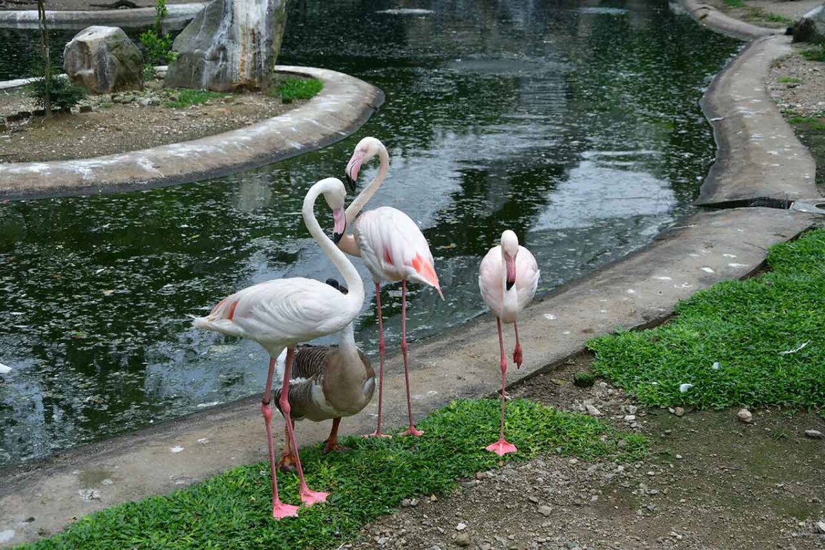 Grupa flamingów nad wodą w Kuala Lumpur Bird Park