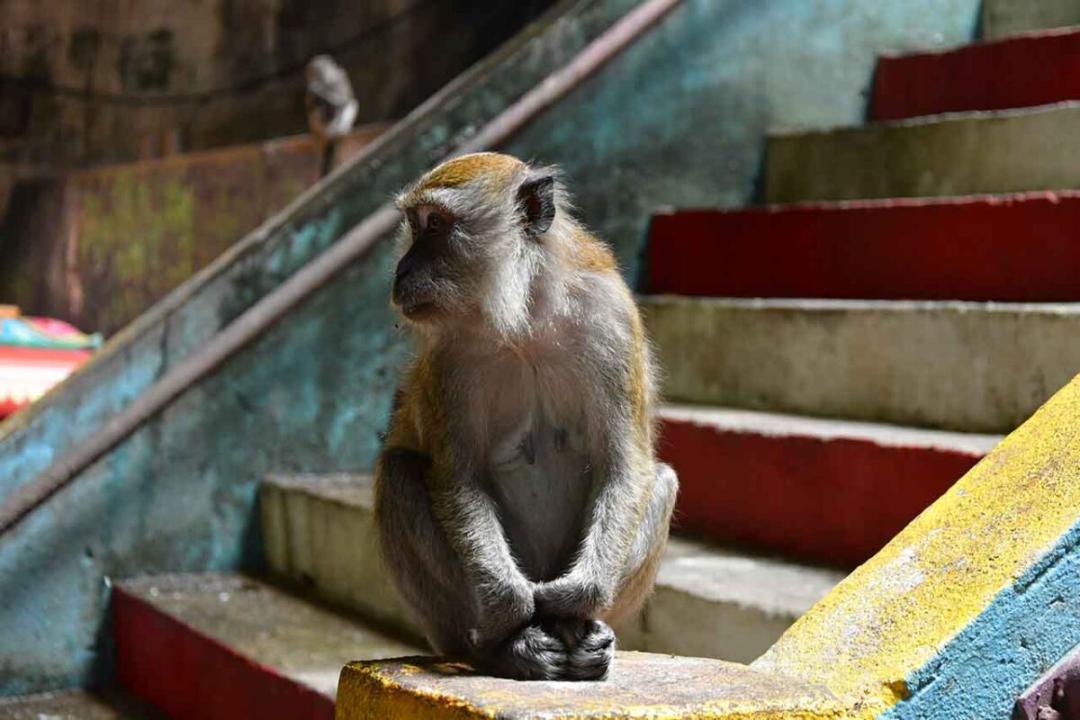 Małpa siedząca na kolorowych schodach Batu Caves