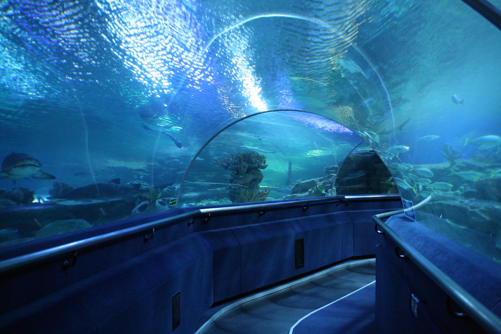 Vista dall'interno del tunnel sottomarino all'Aquaria KLCC di Kuala Lumpur con squali e pesci.