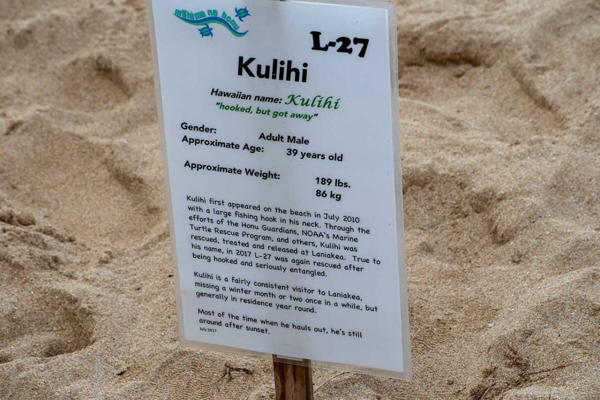 Kulihl - Turtle Bay