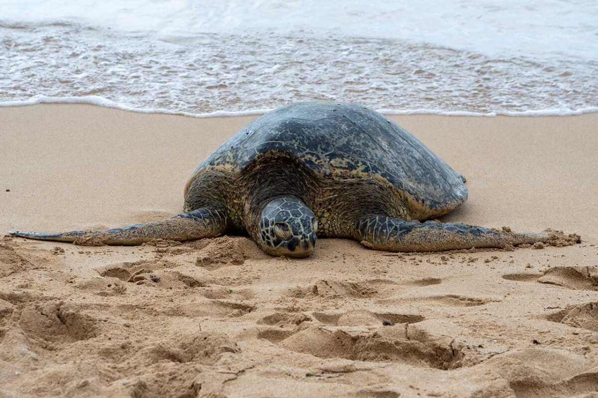 żółw na plaży Turtle Bay