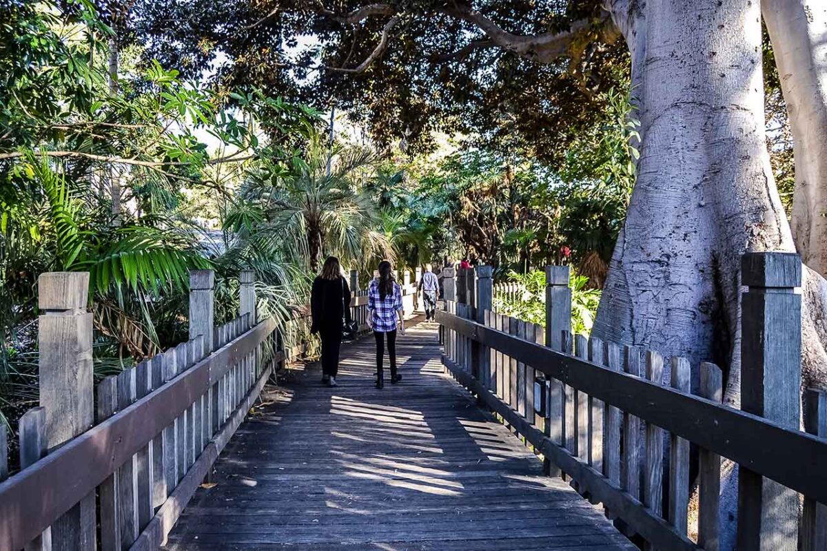 Wooden boardwalk among palm trees in Balboa Park, San Diego