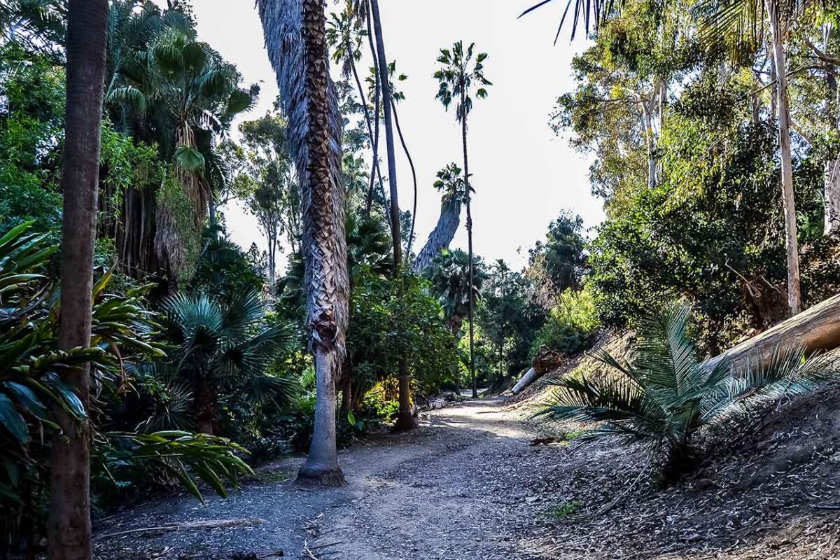 Forest trail among trees and tropical plants in Balboa Park, San Diego
