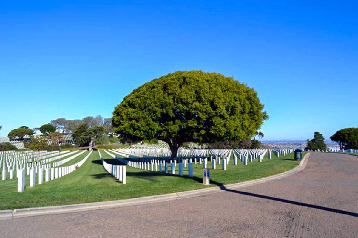 Rozłożyste drzewo pośród rzędów białych nagrobków na cmentarzu Fort Rosecrans w San Diego